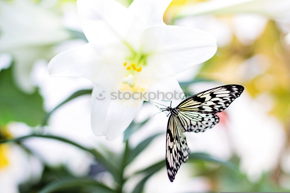 Similar – Image, Stock Photo butterfly in the morning…