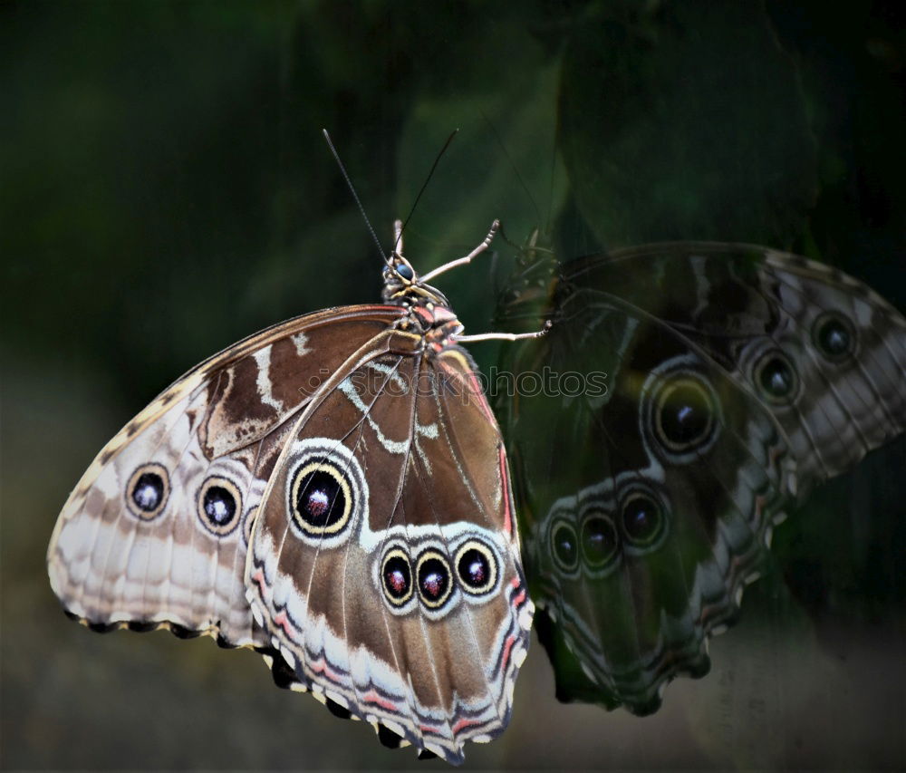 Similar – Image, Stock Photo Another beauty on the hand