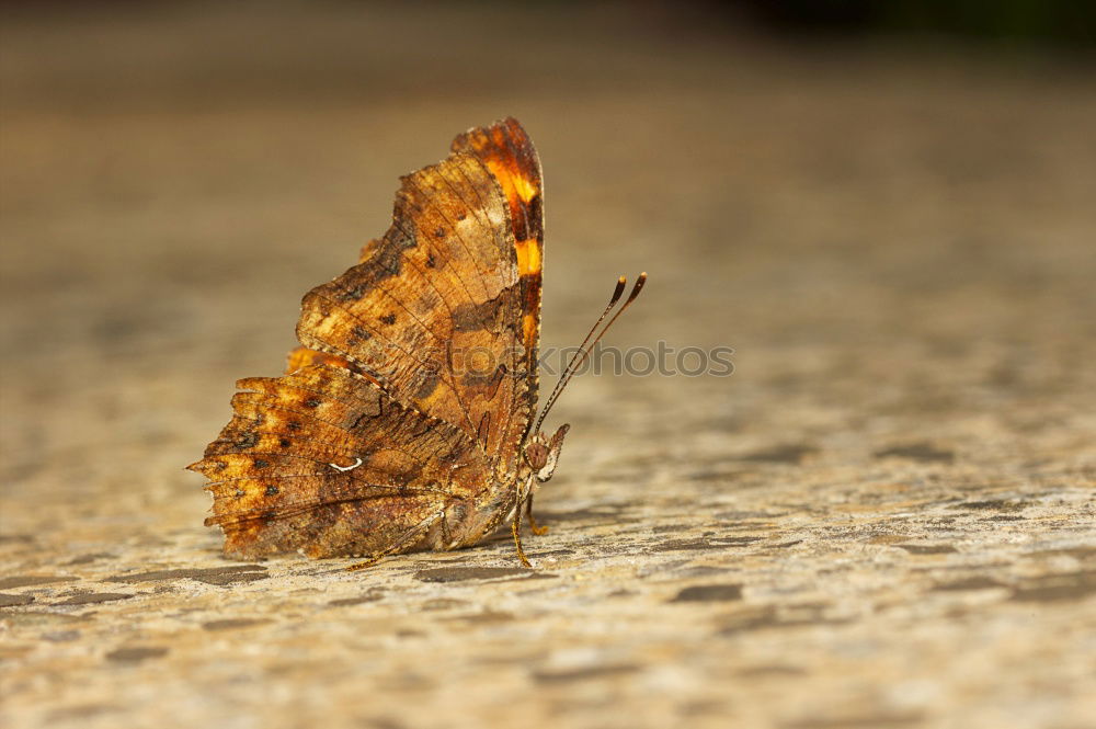 Similar – schmetterling Insekt