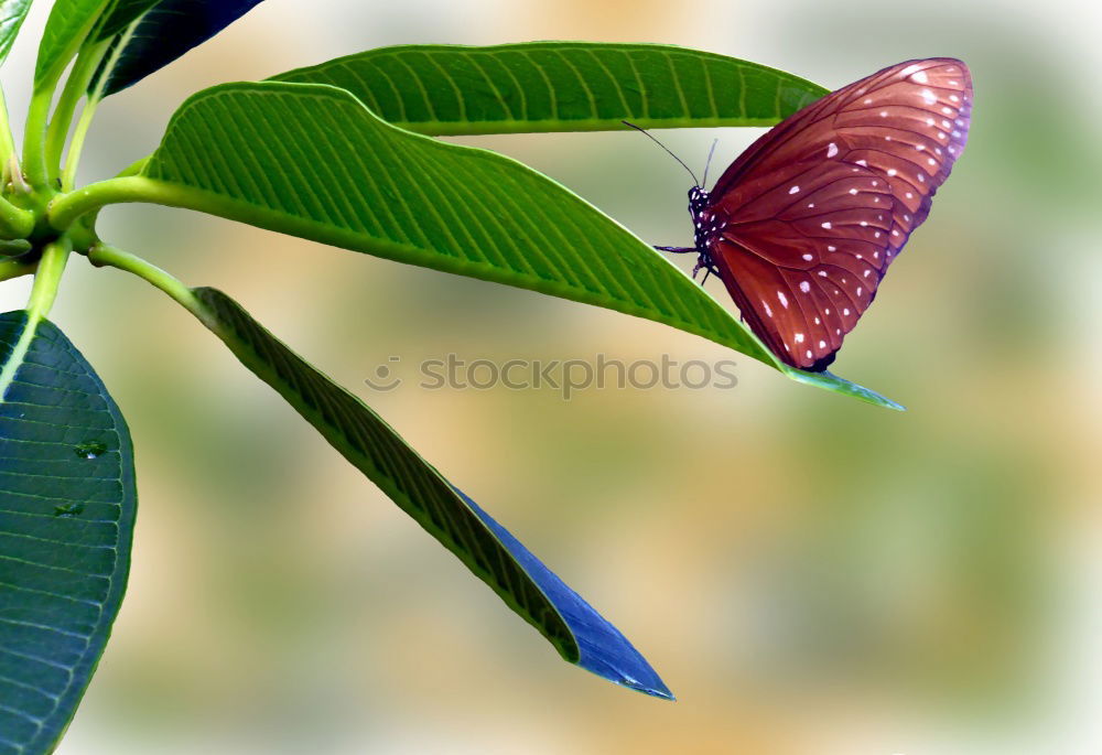 Similar – Image, Stock Photo tender blossom Delicate