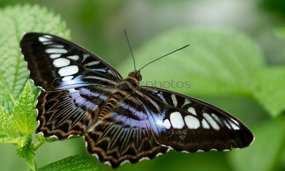 Similar – Image, Stock Photo resting in a leaf Garden