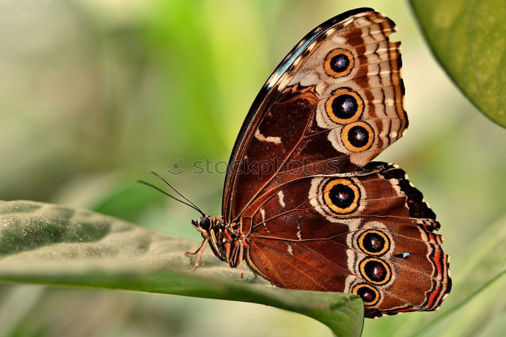 Similar – Landebahn Schmetterling