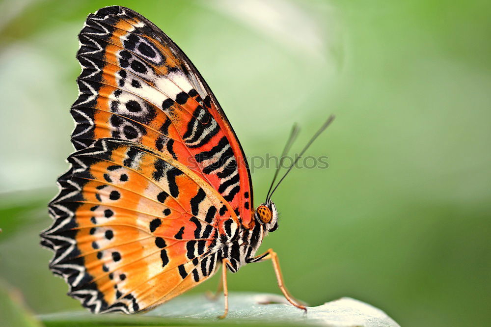 Similar – Schmetterling Blume