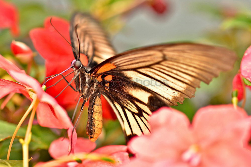 Similar – Butterfly in a colourful summer garden