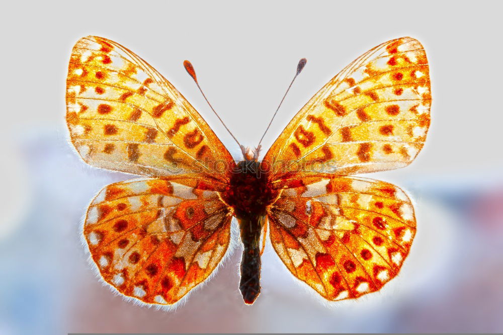 Similar – Image, Stock Photo Butterfly sits on the index finger of a hand