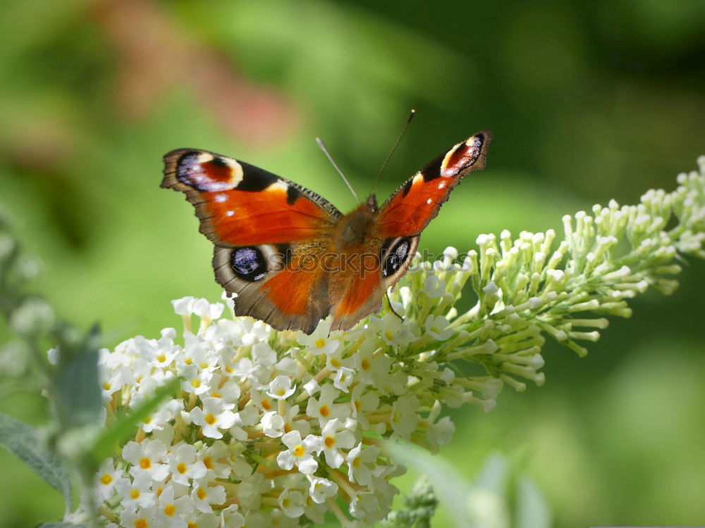 Similar – Image, Stock Photo It’s summer Nature Plant