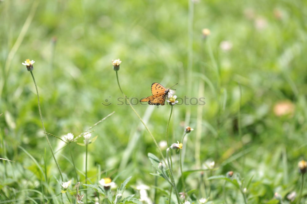 Similar – leaf Leaf Grass Green