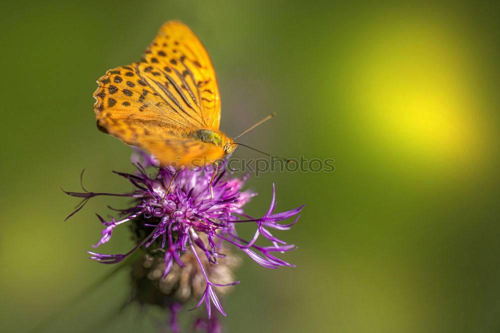 Similar – Image, Stock Photo Orange butterfly posed on mauve flowers