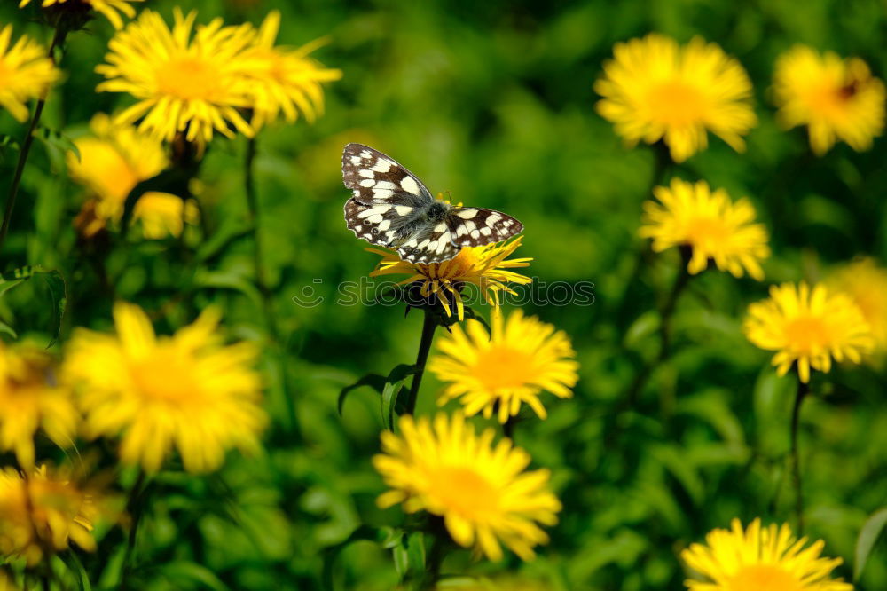 Similar – Image, Stock Photo Beginning of the bee time