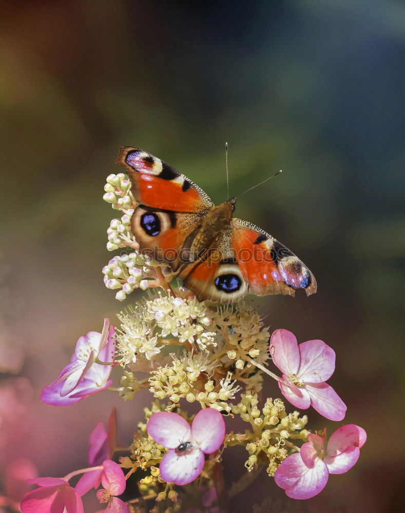 Similar – Butter.Fly. Schmetterling