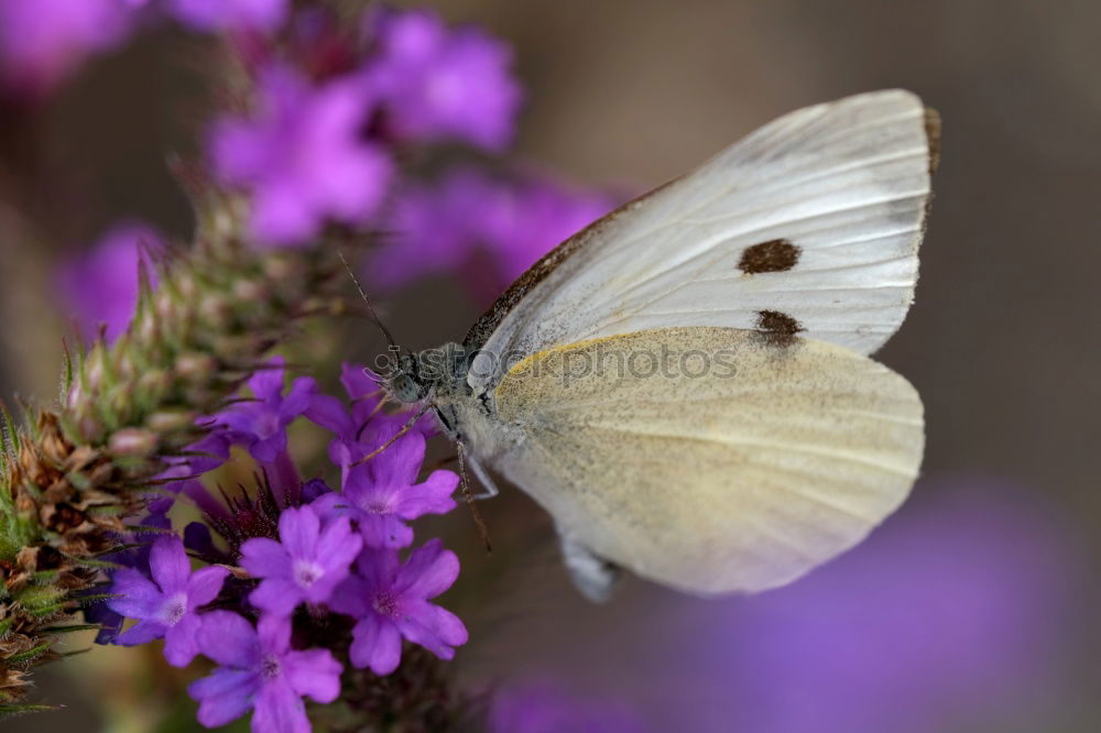 Similar – Image, Stock Photo Lightly beaten white at the nectar bar….