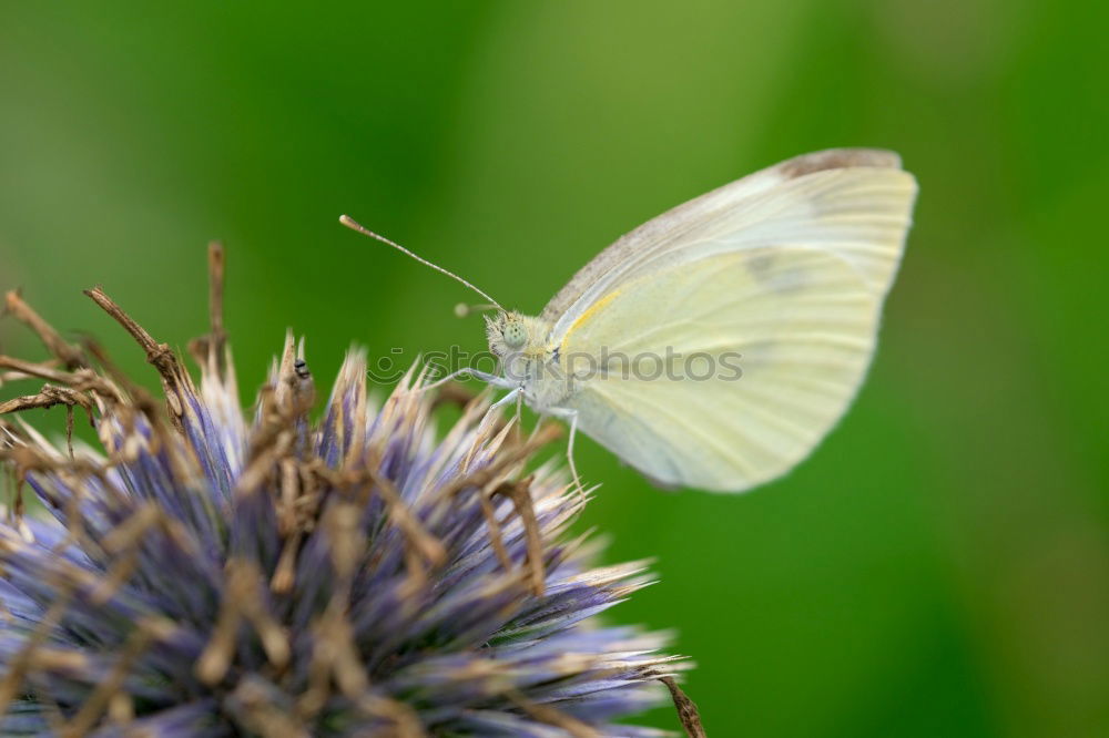 Similar – Image, Stock Photo Lightly beaten white at the nectar bar….