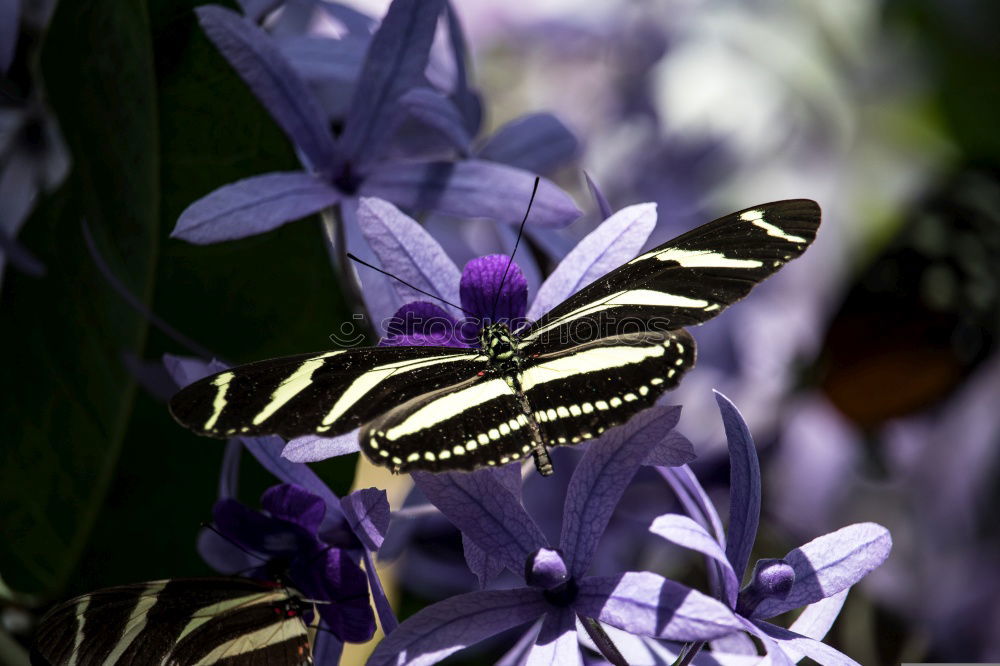 Similar – White Peacock Anartia Jatrophae