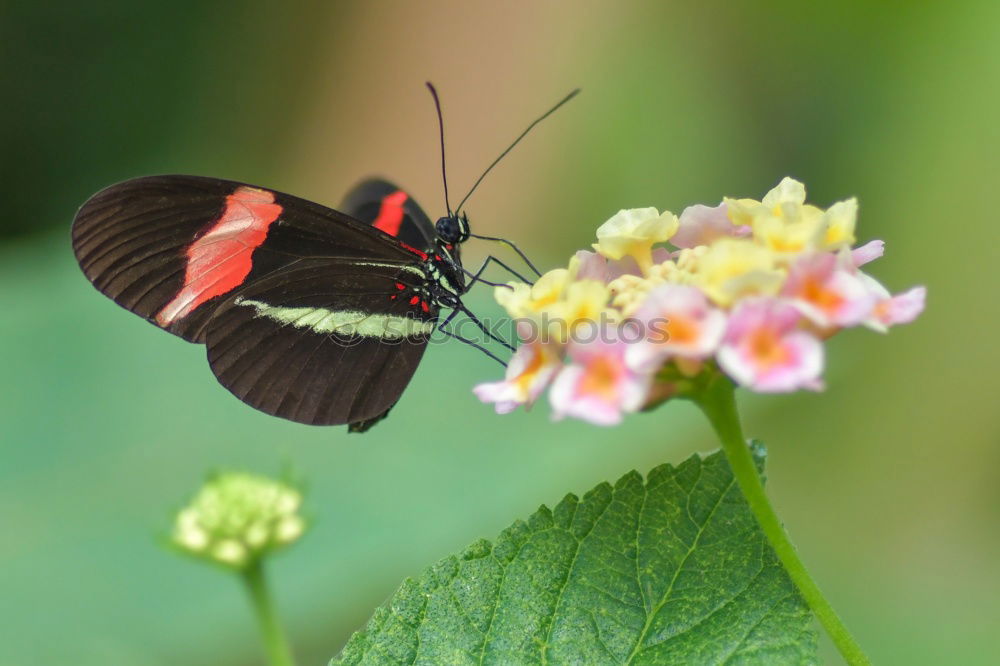 Similar – Schmetterling Blume