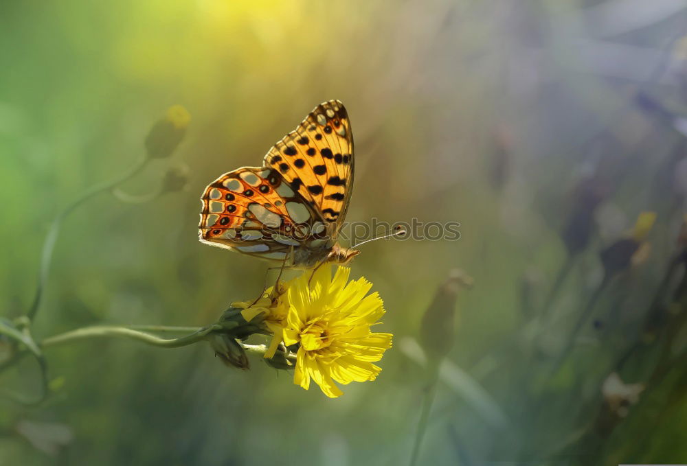 butterfly Nature Plant