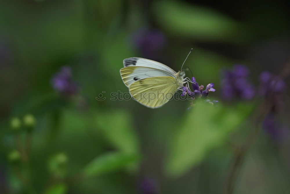 Similar – Image, Stock Photo rest Butterfly Plant Break