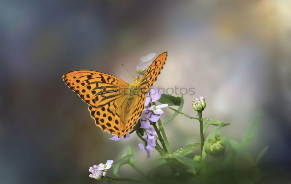 Similar – Image, Stock Photo Island of the Blessed