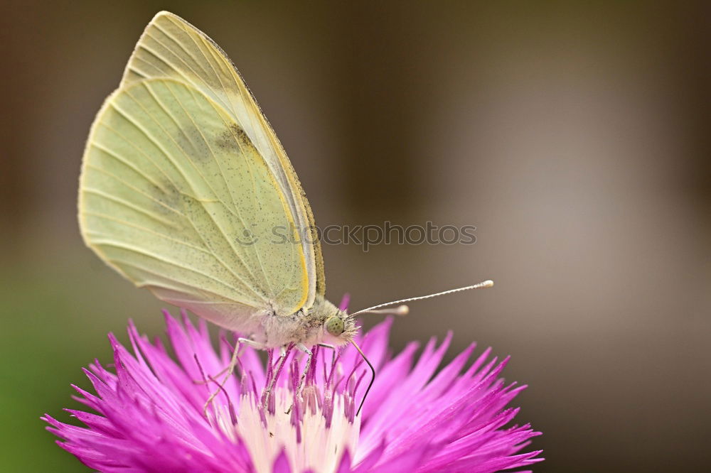 Similar – Image, Stock Photo Lightly beaten white at the nectar bar….