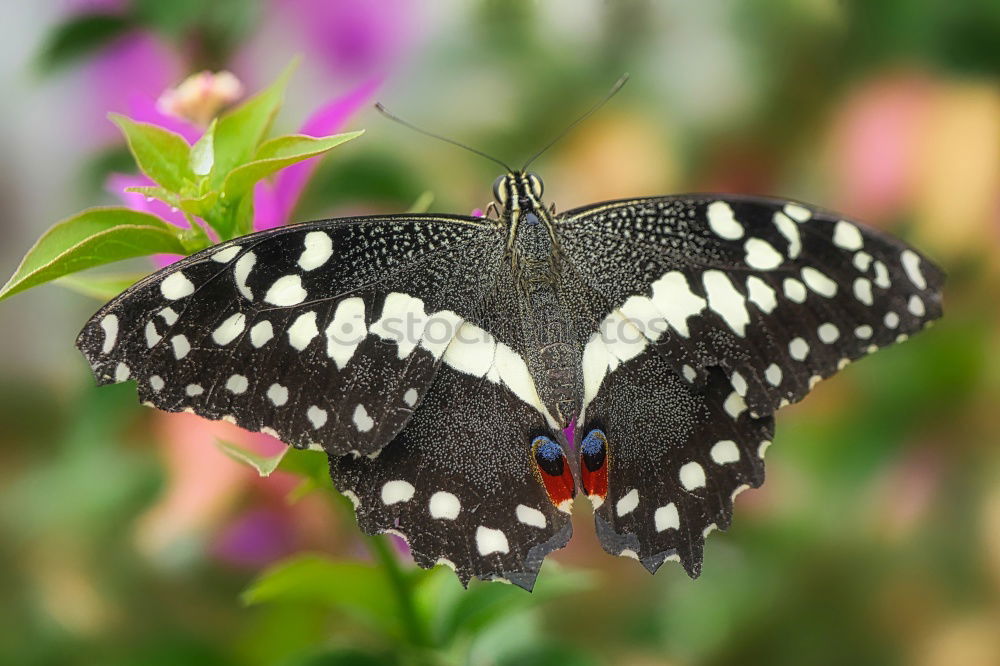 Similar – Image, Stock Photo herald of spring Nature