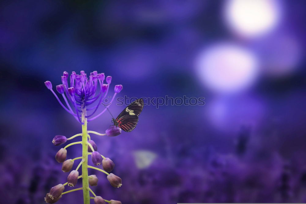 Similar – Hummel im Quadrat Natur