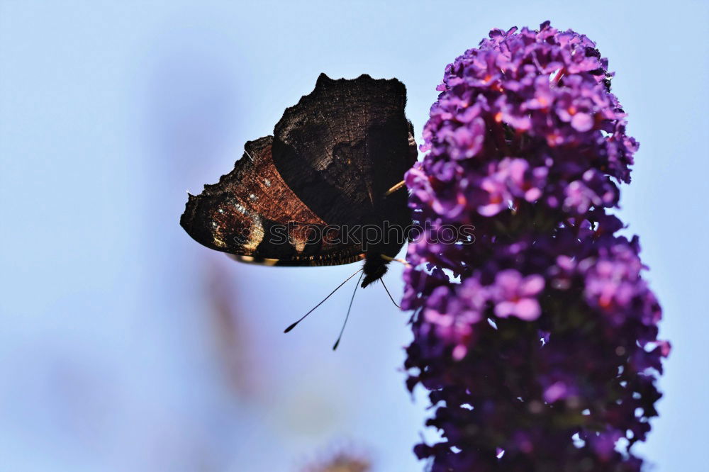 Similar – Image, Stock Photo nibble Sky Cloudless sky