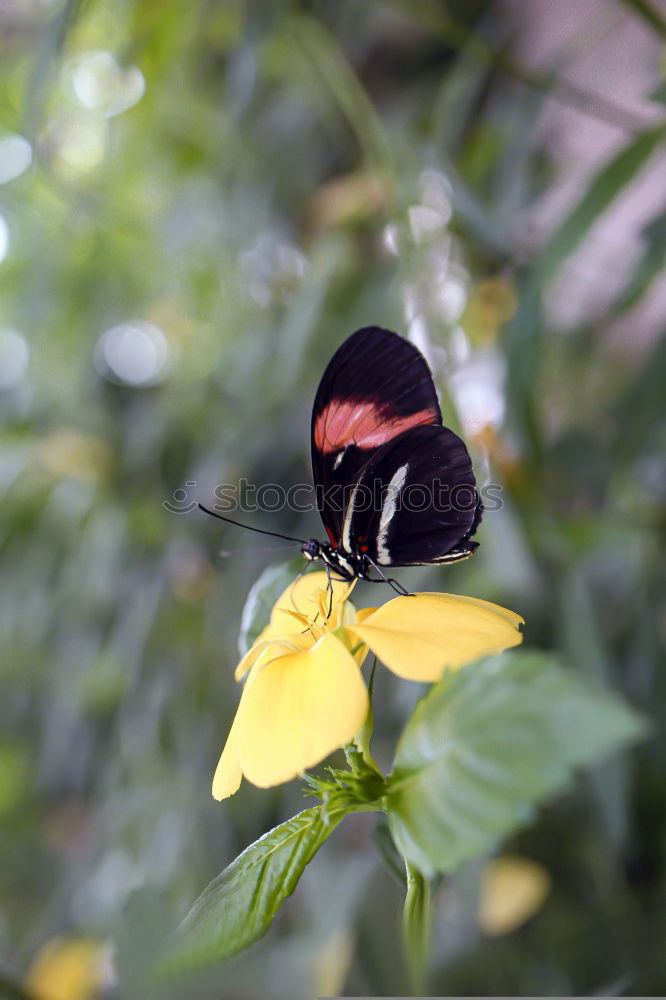 Similar – Image, Stock Photo exotic Nature Plant Animal