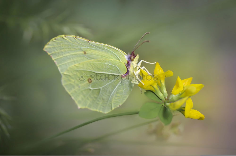 Similar – Papillon Du Chassezac