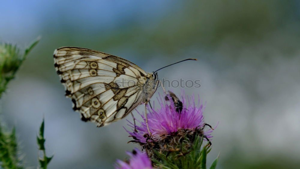 Similar – fluffy butterfly Plant