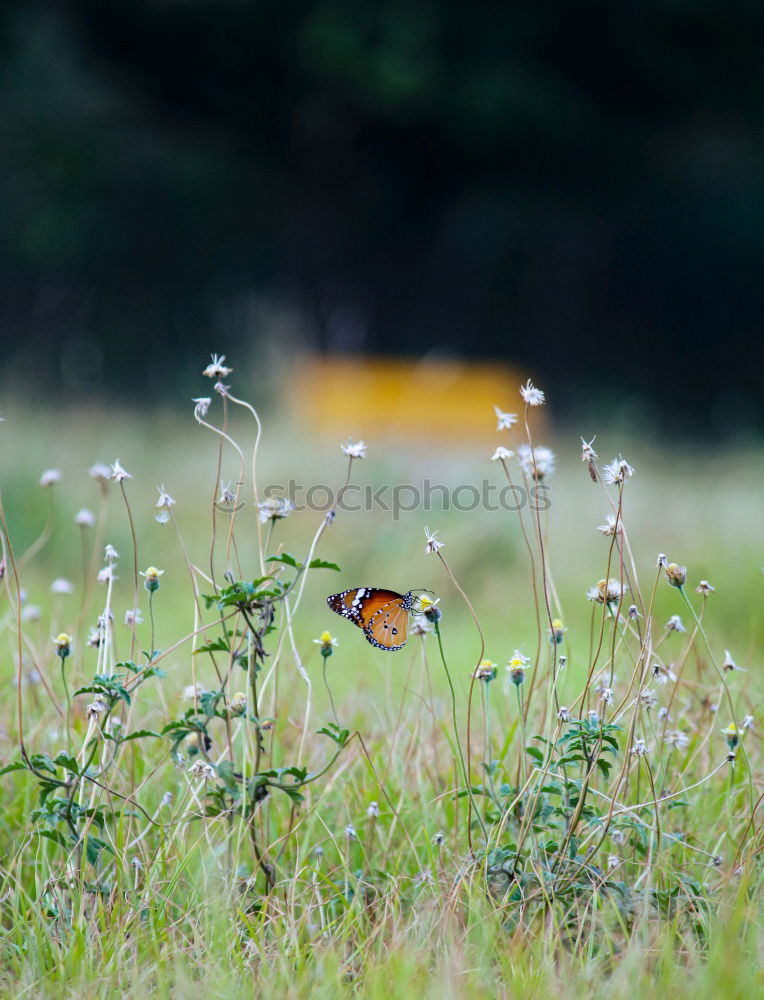 Similar – Image, Stock Photo summer life