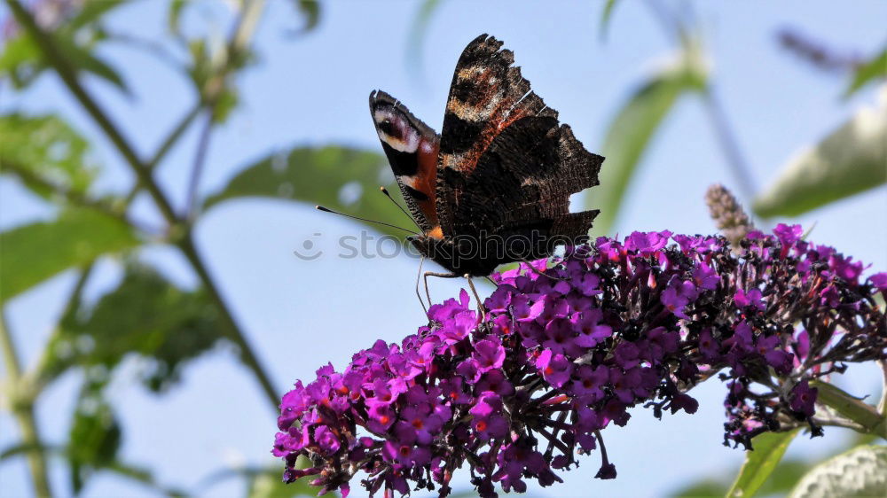 Foto Bild Schmetterling *4 Blume rot