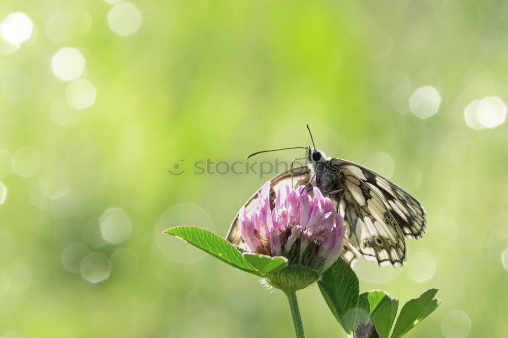 Similar – Bee on blossom Beautiful