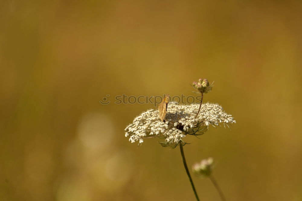 small butterfly Butterfly