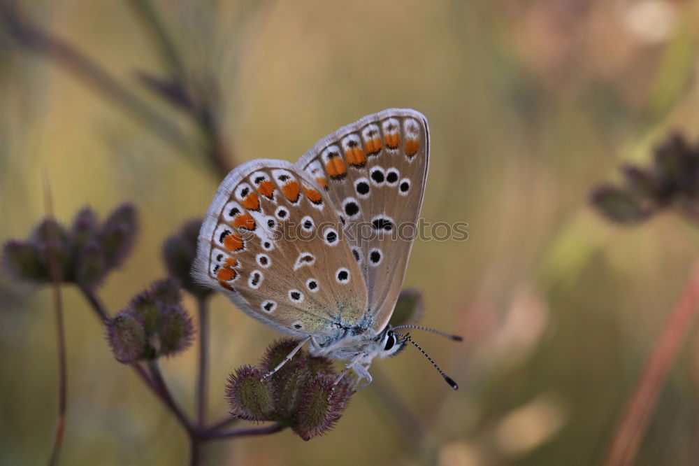 Similar – Image, Stock Photo butterfly Butterfly 1