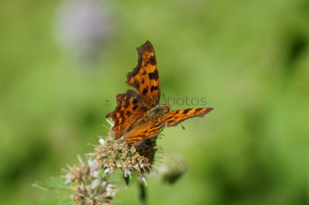 Similar – butterflies Nature Plant