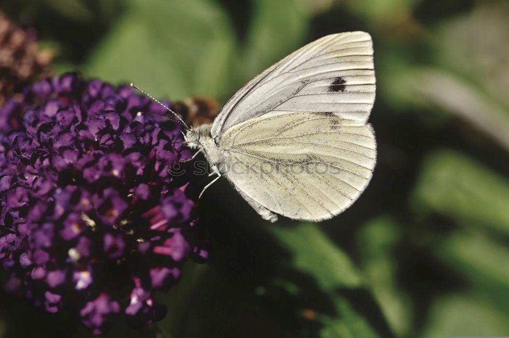 Similar – Image, Stock Photo Lightly beaten white at the nectar bar….