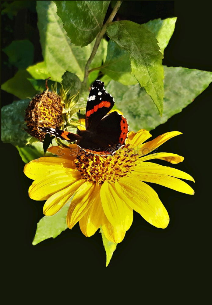 Similar – Flower & Bee Animal Insect