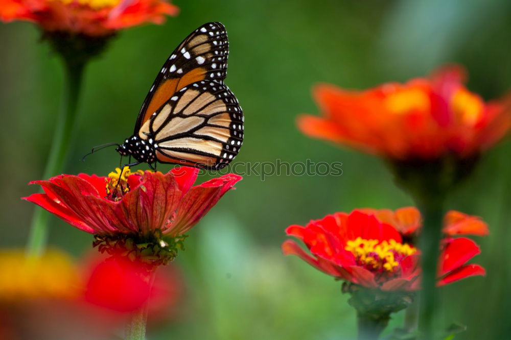 Image, Stock Photo red on red Wellness Life