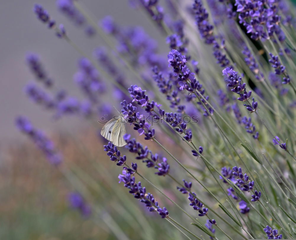 Similar – Lavender in France