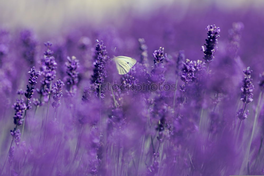 Similar – lavender Lavender