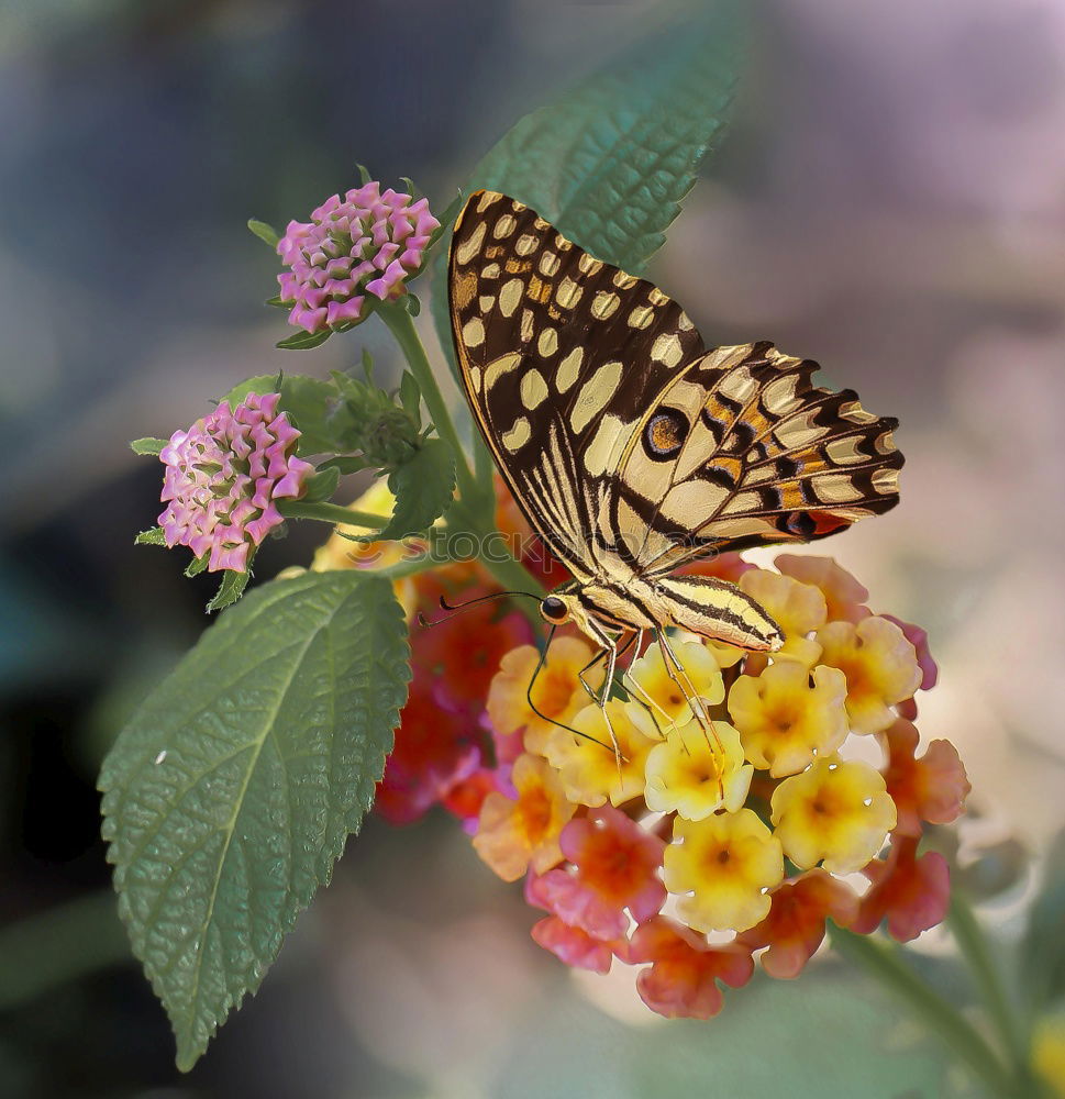 Similar – Image, Stock Photo butterfly in the morning…