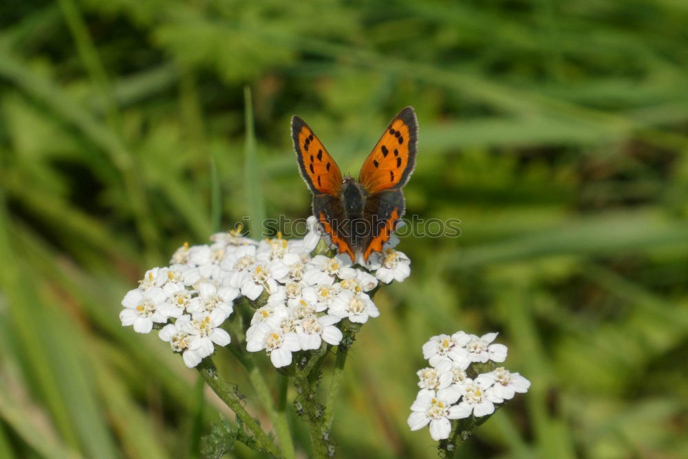 Image, Stock Photo It’s summer Nature Plant