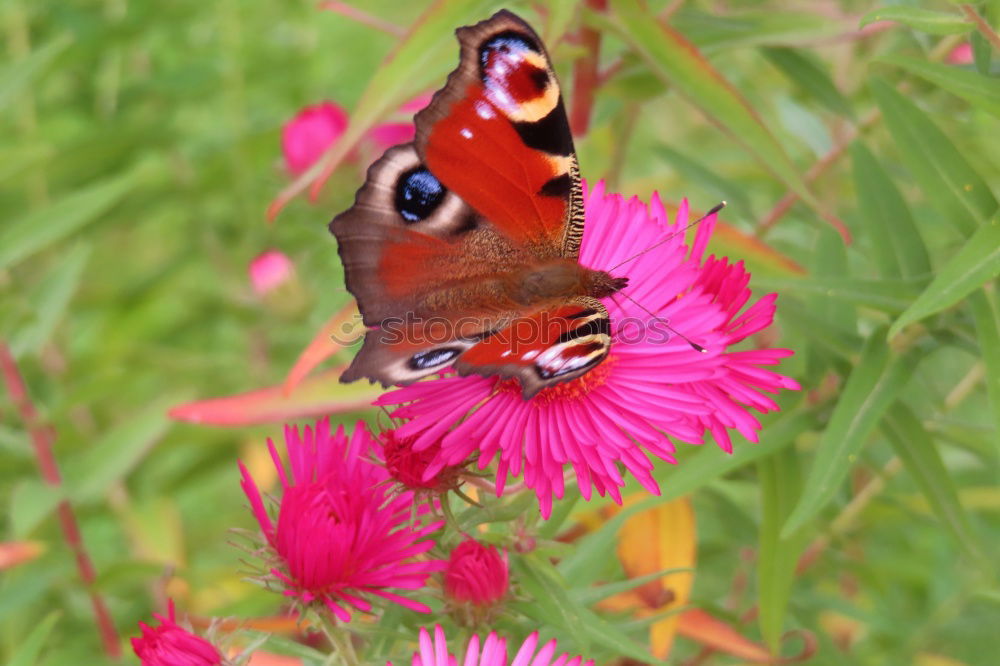 Similar – Schmetterling Blume