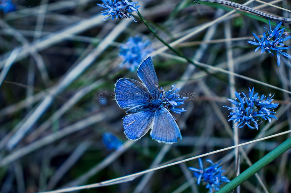 Similar – Image, Stock Photo Meadow cranesbill II