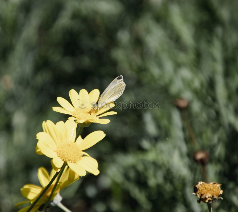 Similar – Yellow in green Nature