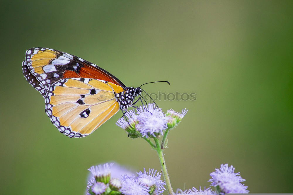 Similar – Schmetterling Blume