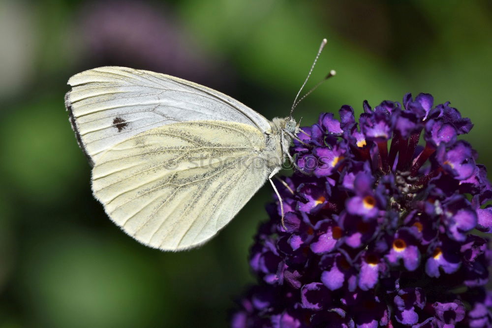 Similar – Image, Stock Photo Lightly beaten white at the nectar bar….