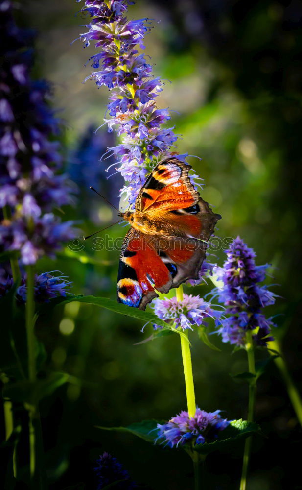 Similar – Brown forest bird in colourful meadow