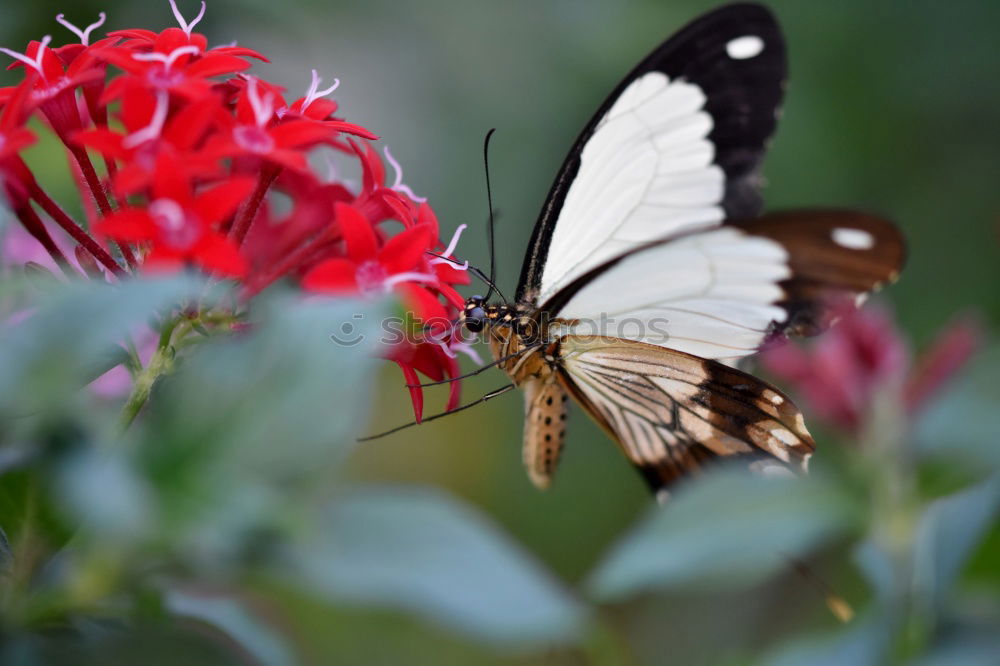 Similar – Giant Swallowtail Papilio Cresphontes