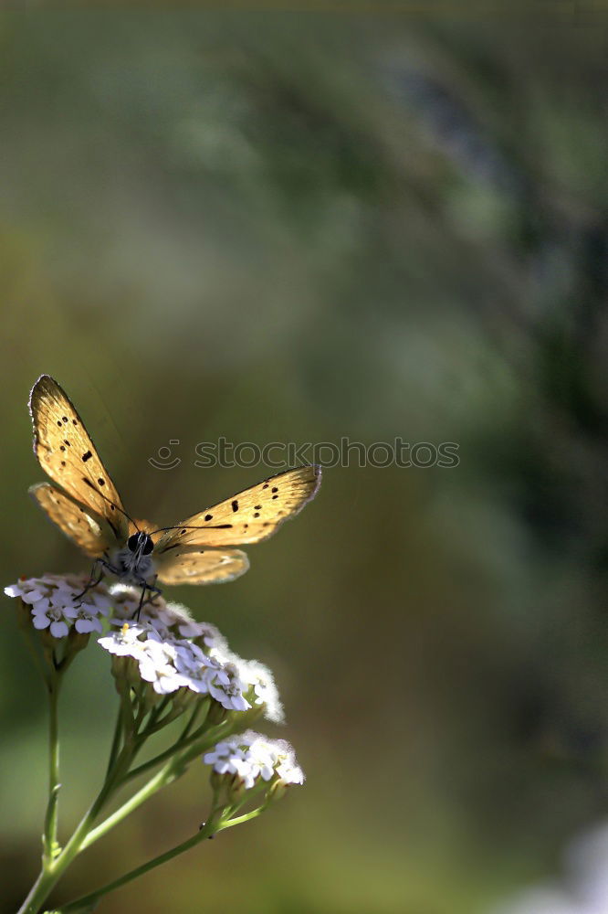 Similar – Image, Stock Photo admiral Plant Animal Sun