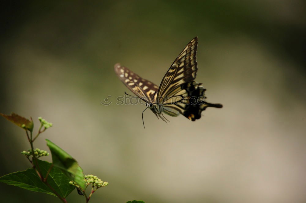 Similar – weiße punkte Schmetterling